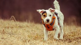 Desktop wallpaper. Dogs. ID:93751