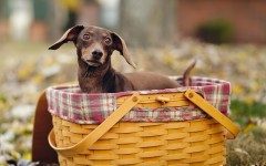 Desktop wallpaper. Dogs. ID:68171