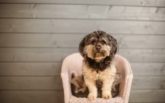 Desktop wallpaper. Dogs. ID:68172