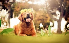 Desktop wallpaper. Dogs. ID:68173