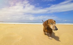 Desktop wallpaper. Dogs. ID:68175