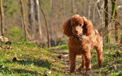 Desktop wallpaper. Dogs. ID:68176