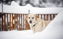 Desktop wallpaper. Dogs. ID:68177