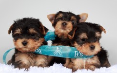 Desktop wallpaper. Dogs. ID:68178