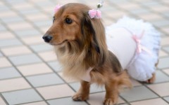 Desktop wallpaper. Dogs. ID:68179