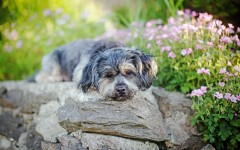 Desktop wallpaper. Dogs. ID:68180