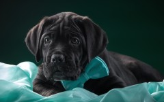 Desktop wallpaper. Dogs. ID:68182