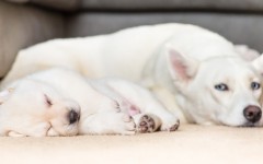 Desktop wallpaper. Dogs. ID:68183
