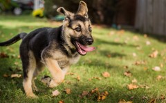 Desktop wallpaper. Dogs. ID:68184