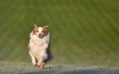 Desktop wallpaper. Dogs. ID:68185