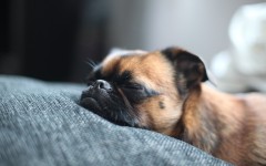 Desktop wallpaper. Dogs. ID:68186