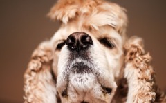 Desktop wallpaper. Dogs. ID:68187