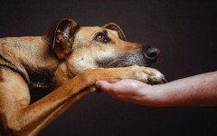 Desktop wallpaper. Dogs. ID:68188