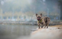 Desktop wallpaper. Dogs. ID:68189