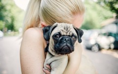 Desktop wallpaper. Dogs. ID:68190