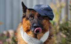 Desktop wallpaper. Dogs. ID:68191