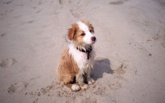 Desktop wallpaper. Dogs. ID:68193