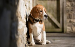 Desktop wallpaper. Dogs. ID:68194