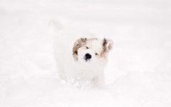 Desktop wallpaper. Dogs. ID:68195