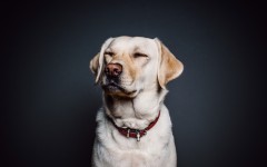 Desktop wallpaper. Dogs. ID:68196