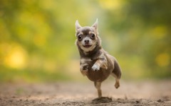 Desktop wallpaper. Dogs. ID:68197
