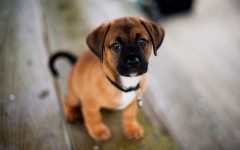 Desktop wallpaper. Dogs. ID:68198