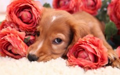 Desktop wallpaper. Dogs. ID:68199