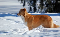 Desktop wallpaper. Dogs. ID:68202