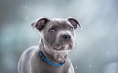 Desktop wallpaper. Dogs. ID:68203