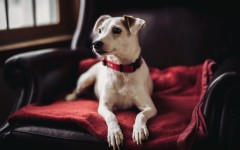 Desktop wallpaper. Dogs. ID:68204