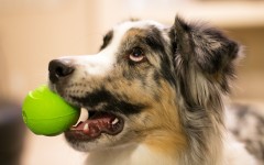 Desktop wallpaper. Dogs. ID:68205