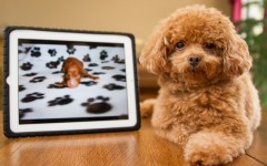 Desktop wallpaper. Dogs. ID:68206