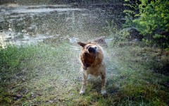 Desktop wallpaper. Dogs. ID:68207