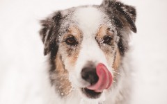 Desktop wallpaper. Dogs. ID:68208