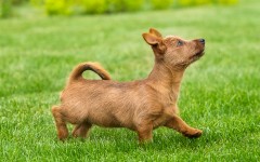 Desktop wallpaper. Dogs. ID:68209