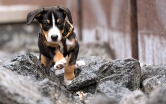Desktop wallpaper. Dogs. ID:74728