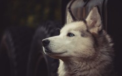 Desktop wallpaper. Dogs. ID:68211