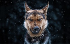 Desktop wallpaper. Dogs. ID:68212