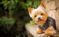 Desktop wallpaper. Dogs. ID:68213