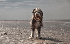 Desktop wallpaper. Dogs. ID:68214