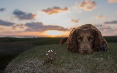 Desktop wallpaper. Dogs. ID:68215