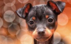 Desktop wallpaper. Dogs. ID:68216
