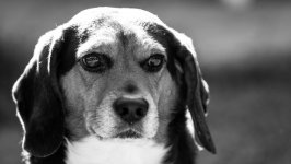 Desktop wallpaper. Dogs. ID:93834