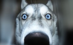 Desktop wallpaper. Dogs. ID:68218