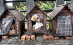 Desktop wallpaper. Dogs. ID:68219