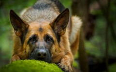 Desktop wallpaper. Dogs. ID:68220