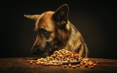 Desktop wallpaper. Dogs. ID:68221