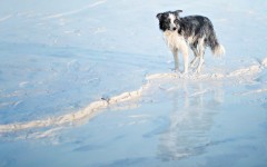 Desktop wallpaper. Dogs. ID:68223