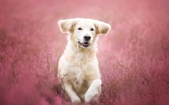 Desktop wallpaper. Dogs. ID:68224