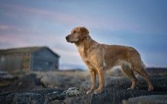 Desktop wallpaper. Dogs. ID:68225